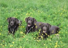 Ingyenes kutyasuli a Regent’s Parkban/ Free dog training in Regent’s Park